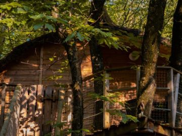 🌿 Tinto, cabane dans les arbres 🌳
🔗 https://www.domaine-treuscoat.fr/cabane-tinto.php 
👍 Venez découvrir Tinto : cabane sur pilotis avec son arbre qui...